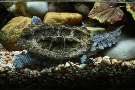 18 Weird And Wonderful Turtle And Tortoise Species Unusual Animals