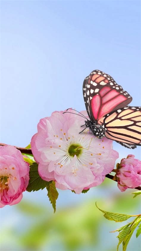 18 Spring Flowers And Butterflies Wallpaper Hd Basty Wallpaper