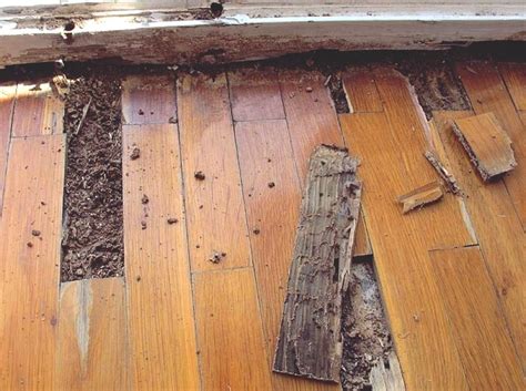 Repairing Termite Damage In Hardwood Floor
