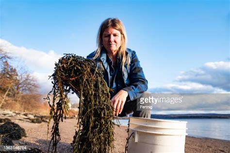 Seaweed Harvest Photos And Premium High Res Pictures Getty Images