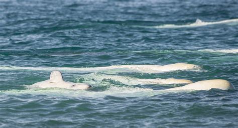 Whats In A Name Studying The Calls Of Wild Belugas Ocean Wise