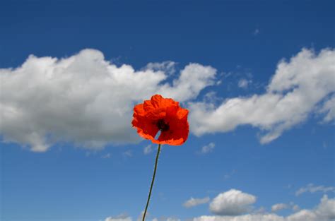 Free Images Nature Cloud Sky Sunlight Flower Cumulus Blue