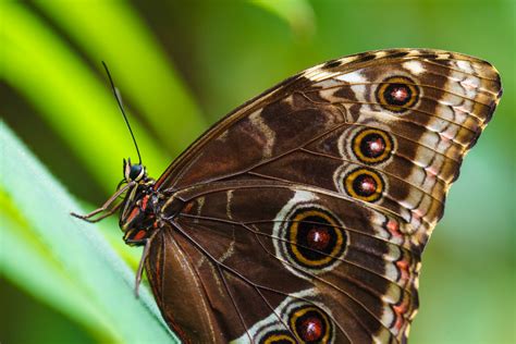 Brown Morpho Butterfly Free Stock Photo Public Domain