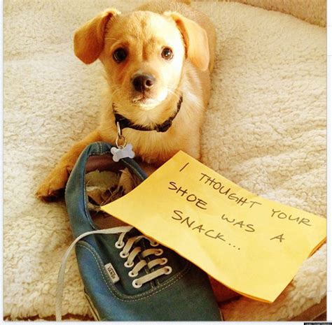 Lauren Conrad Dog Shames New Puppy Photo