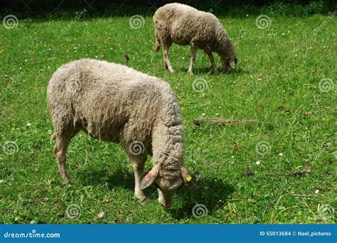 The Sheep S Stock Photo Image Of Animal Grazing Herbivore 55013684