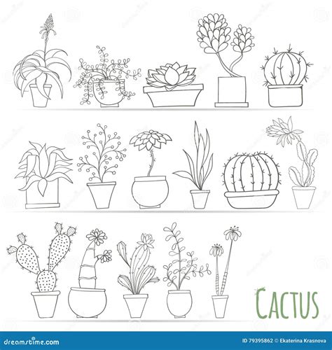 Set Of Cactus In Pots Isolated On White Background Stock Vector