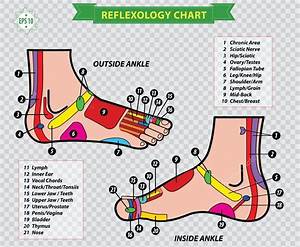 Foot Reflexology Chart Stock Vector Image By Coolvectormaker 80024082
