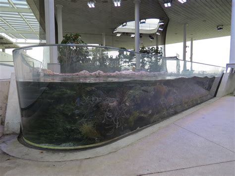 Aquarium Coral Reef Exhibit The Vista Level Zoochat