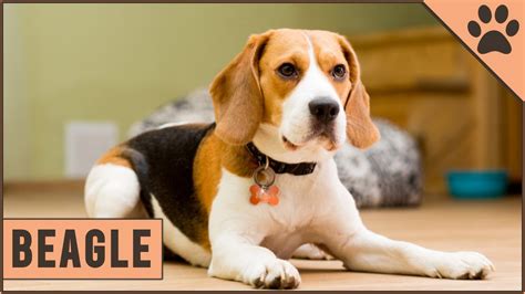 Beagle Dog Breed Information Youtube