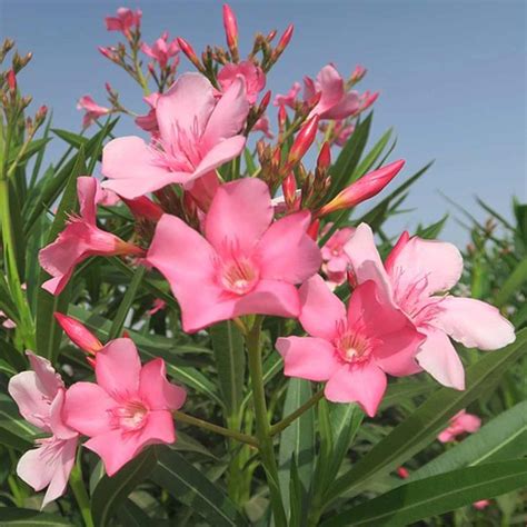 Nerium Oleander Pink Flower Plant Santhi Online Plants Nursery