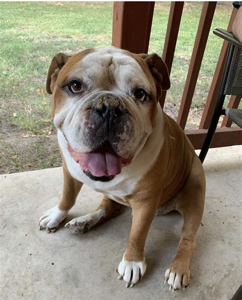 Check out our puppy availability when you adopt a puppy from austin french bulldogs, you will have peace of mind of knowing that they have been given high quality food, have a. Maximus - Austin Bulldog Rescue