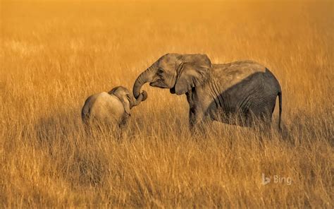肯尼亚，安博塞利国家公园，大象 2018 必应预览