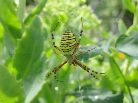 15 Spiders Found In Wisconsin With Pictures Pet Keen