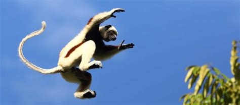 Madagascar Safari Wildlife Tours Apex Expeditions