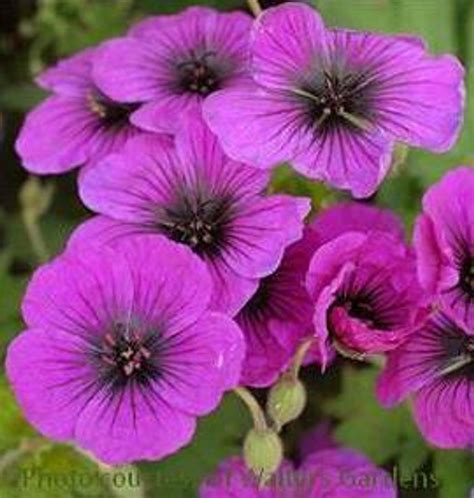 Geranium Dragon Heart Perennial Plant Sale Shipped From Grower To
