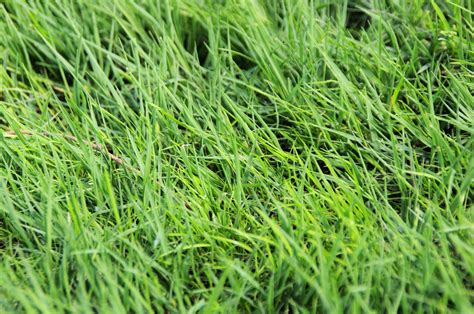 Long Green Grass Background Free Stock Photo Public Domain Pictures