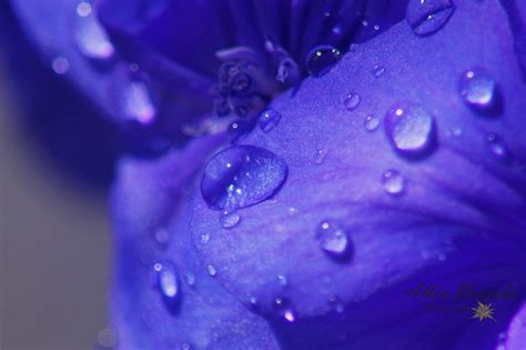 Water Close Up Flower Refraction Waterdrop Dew Rain Liquid Wet