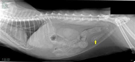 Lungworm In Cats X Ray