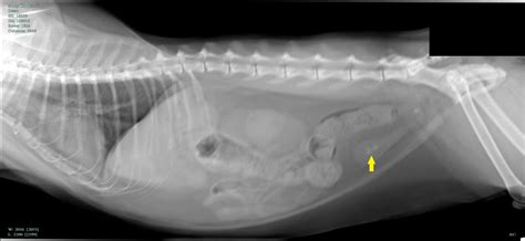 Pin Em Radiology Aka X Rays