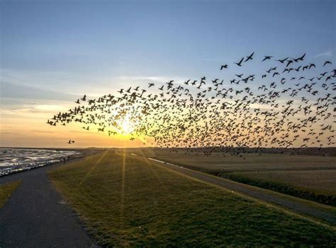 Migrating Birds Use A Magnetic Map To Travel Long Distances The