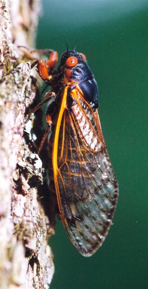 How long do cicadas live. Prepare yourself: The cicadas may only be a week away ...