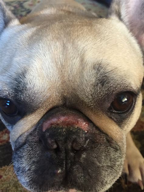 My French Bulldog Has A Really Crusty And Raw Looking Nose What Could