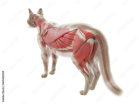 3d Rendered Illustration Of The Cat Anatomy The Muscle System Stock Illustration Adobe Stock
