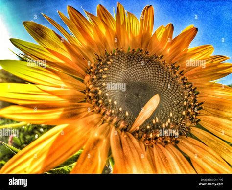 Helianthus Annuus Sunflower Russian Giant Stock Photo Alamy