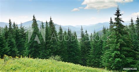 Beautiful Pine Trees Wall Mural Nature Landscapes Themed Premium