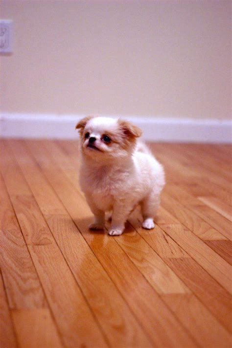 9 Of The Cutest Small Dog Breeds In 2020 Japanese Dogs Japanese Chin