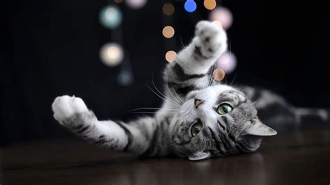 Black White Cat Kitten Is Lying Down On Floor In Colorful Lights Bokeh