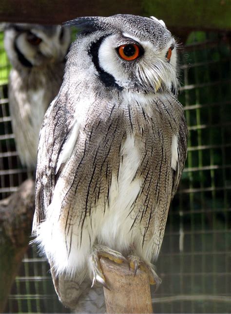 Northern White Faced Owl Wikipedia The Free Encyclopedia Owl Owl