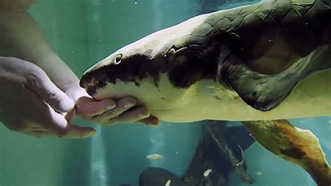 Oldest Living Aquarium Fish Methuselah The Lungfish Sets World Record