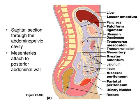 PPT The Digestive System PowerPoint Presentation Free Download ID