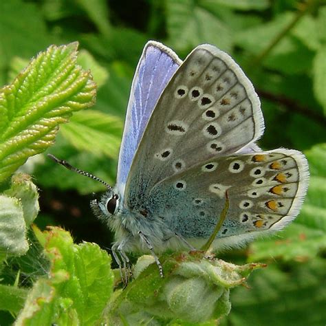Charity Urges Holidaymakers To Look For The Common Blue