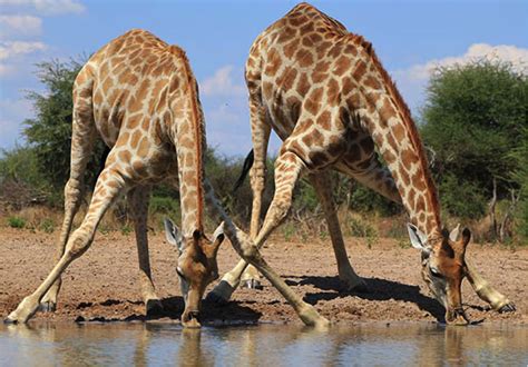 Maybe you would like to learn more about one of these? Comment dessiner une girafe en 2020 | Girafe dessin ...