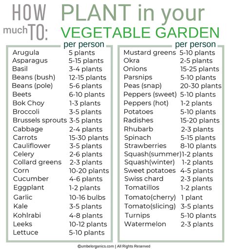 What To Plant In Your Vegetable Garden Umbel Organics