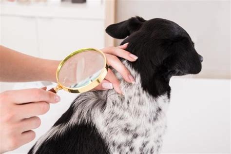 My Dog Has Dandruff And Bald Spots Causes And Treatment