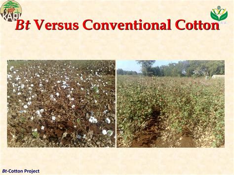 Ppt Benefits And Progress Towards Commercialization Of Bt Cotton In