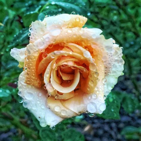 We would like to show you a description here but the site won't allow us. 23120. The Julia Davis Park in Boise, Idaho | Julia davis ...