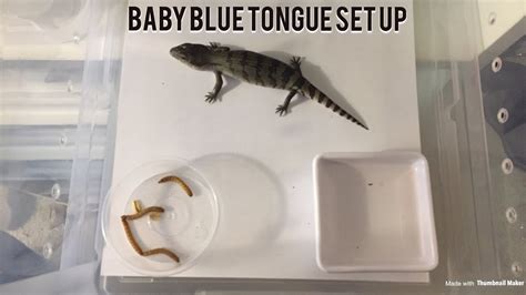 How To Set Up A Baby Blue Tongue Lizard Youtube