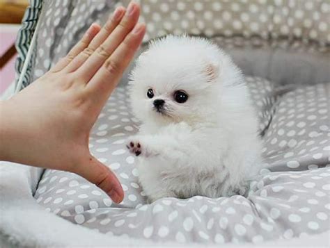 They offer bullies for sale through reputable breeders. Cost Of Teacup Pomeranian Puppy In India