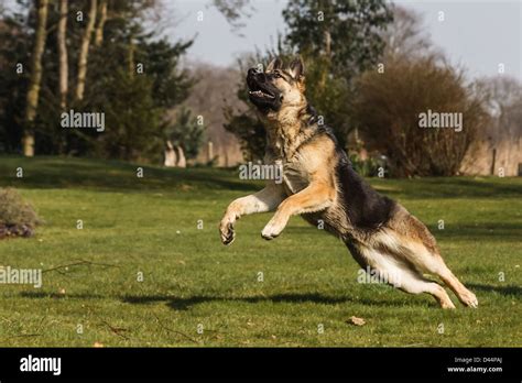 German Shepherd Jumping Stock Photo Alamy