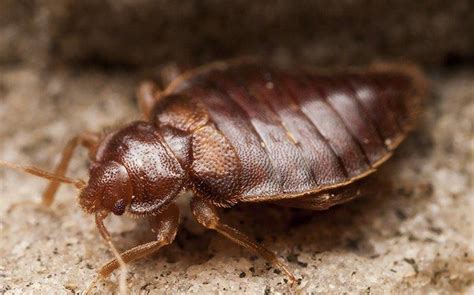 Blog Three Easy To Spot Signs Of Bed Bugs In Your Aiken Home