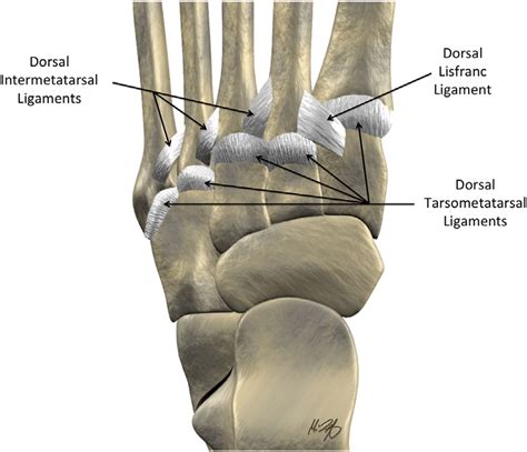 Normal Anatomy Of Lisfranc Joint Intricate Ligamentous Insertions Help
