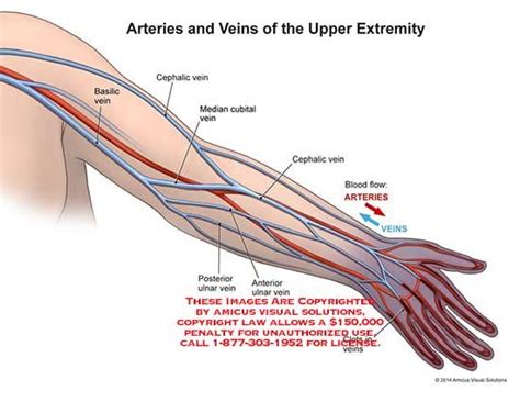 The brachial artery is the main supply of arterial blood to the arm, forearm, and hand. Pin on Art Referance