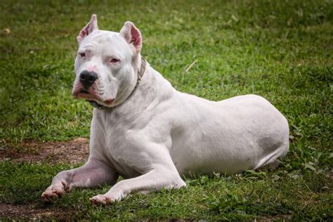 Dogo Argentino Tutto Sul Carattere Sulleducazione E Sullallevamento