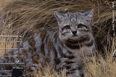 One is not lucky enough to find such species in the wild and we only come to know from a few museum skins and skulls. Learn more about the Andean cat-Wildlife Conservation Network