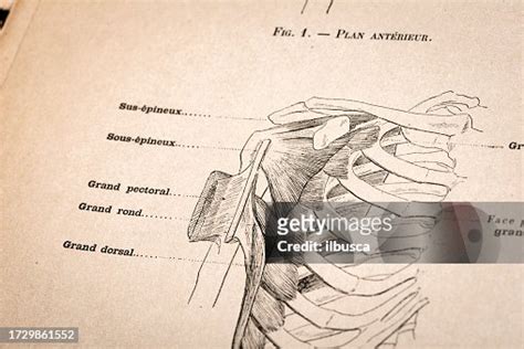 Illustration Of Human Body Anatomy From Antique French Art Book Torso