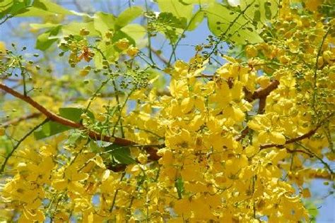 Around mid april, pear sprouts white snowy flowers in large clusters that stay on the plant until the middle of the following month. Top 10 Flowering Trees in India | Top List Hub